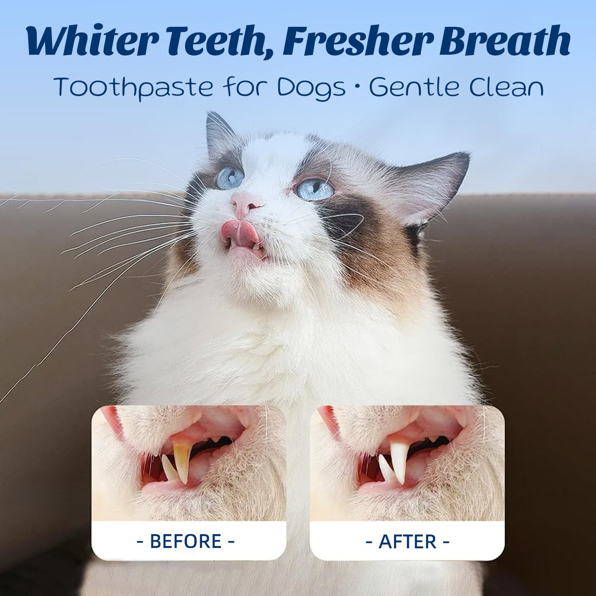 Coconut Chicken Flavor Dog Toothpaste with Toothbrush Kit 2.1oz D942385