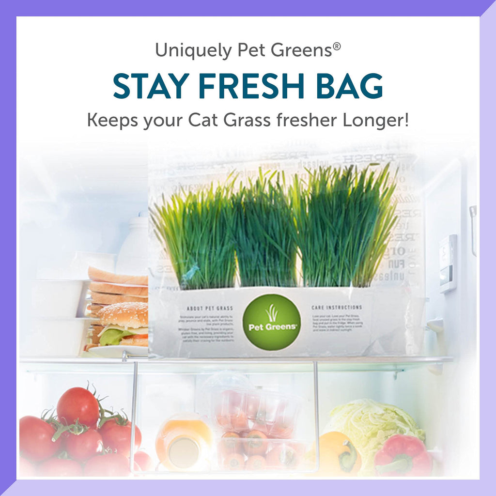Organic Cat Grass Plant with Stand 3 Pack A3846