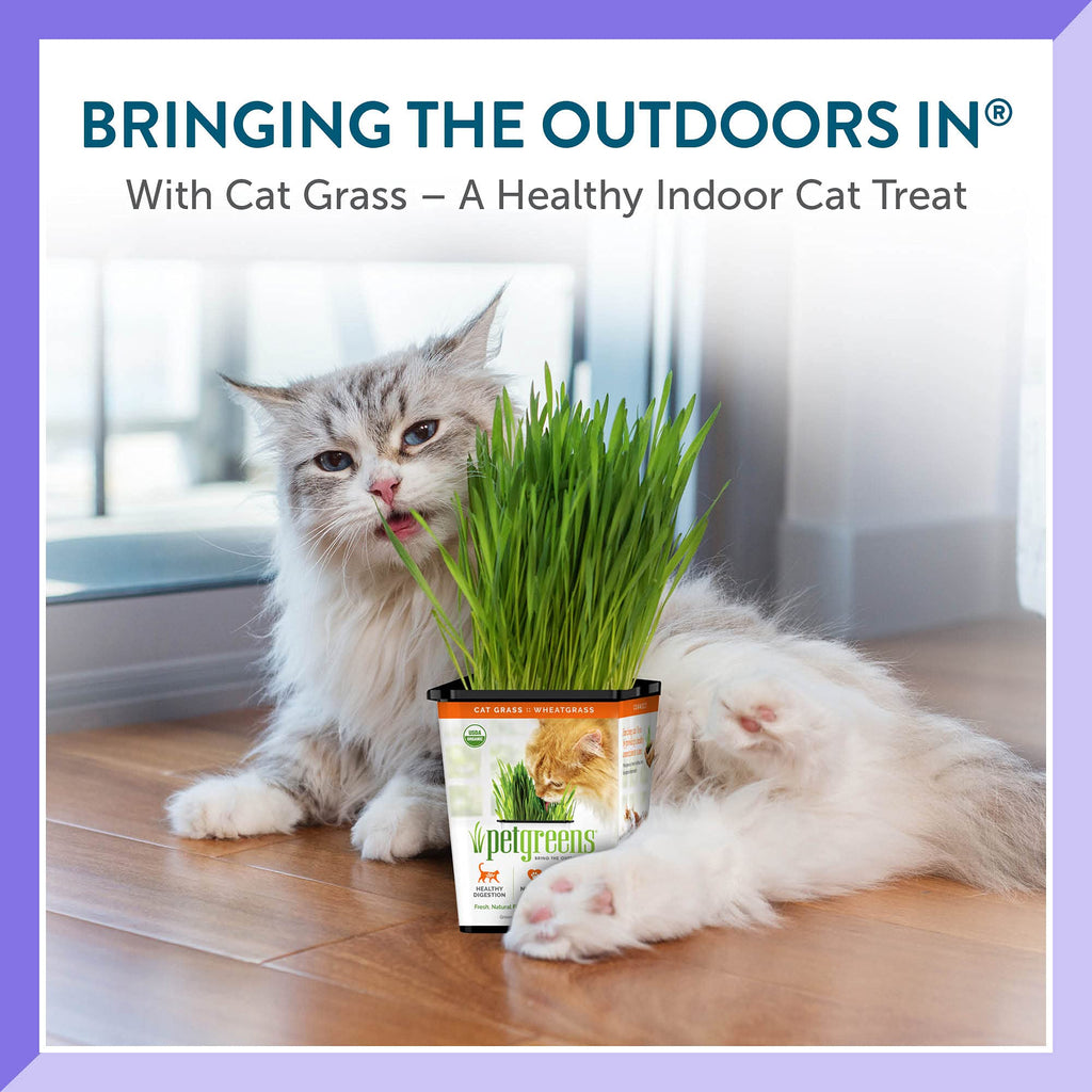 Organic Cat Grass Plant with Stand 3 Pack A3846