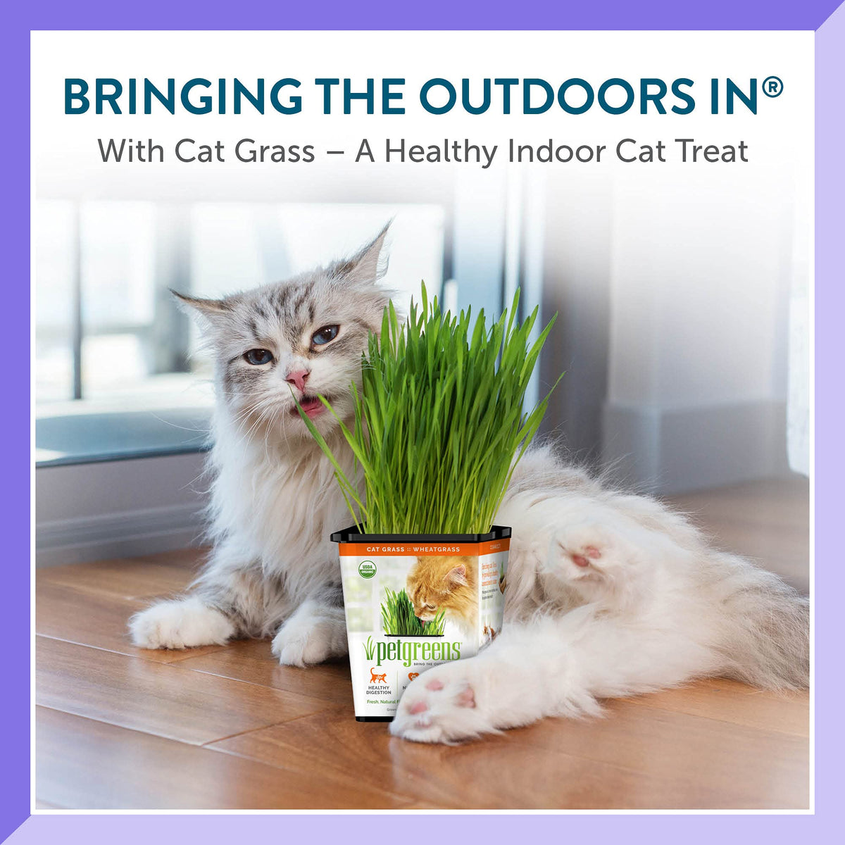 Organic Cat Grass Plant with Stand 3 Pack A3846