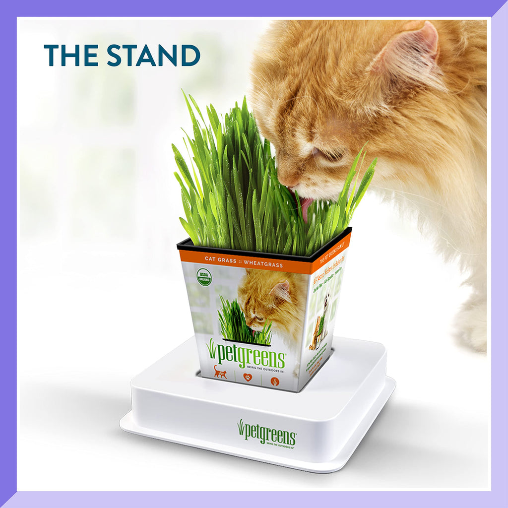 Organic Cat Grass Plant with Stand 3 Pack A3846