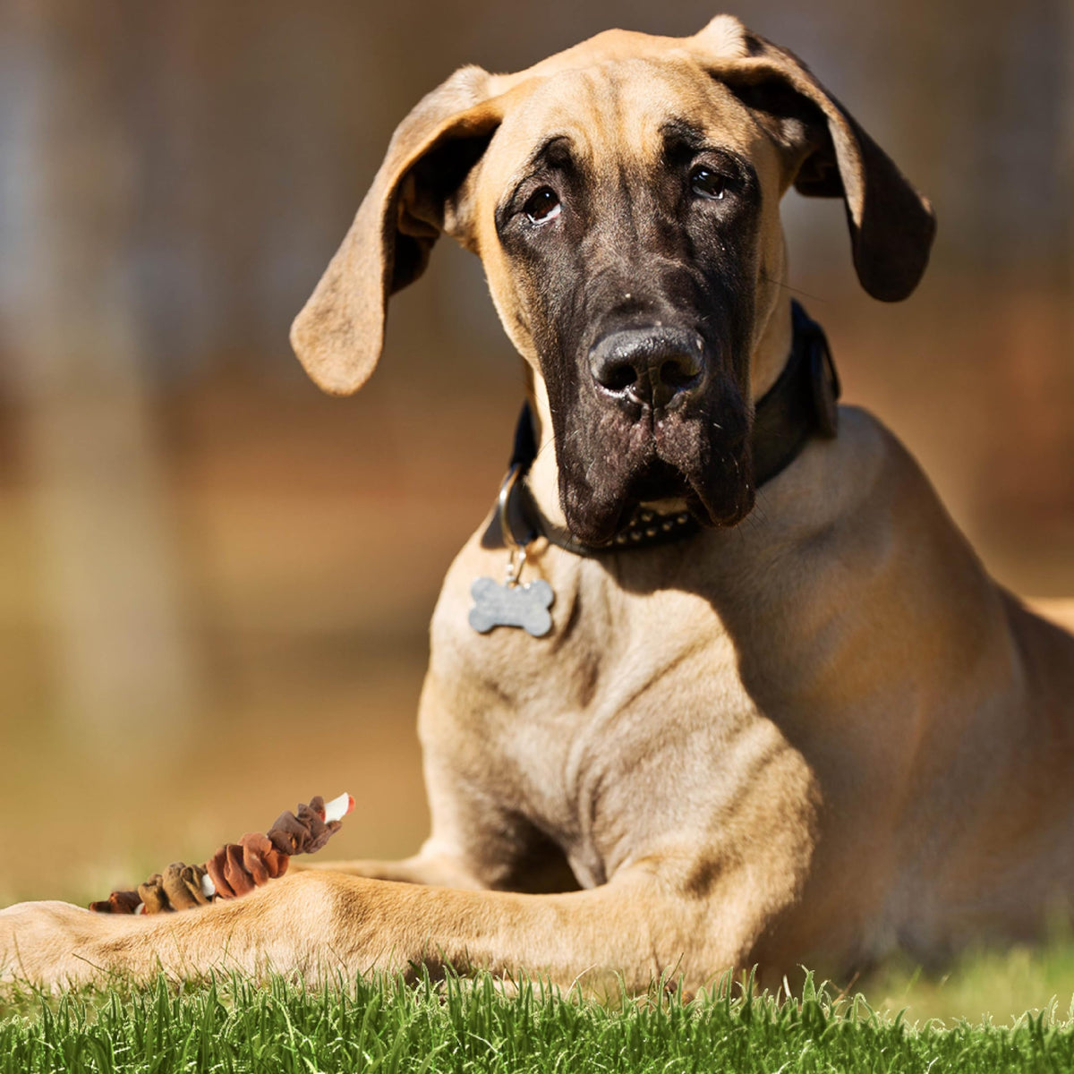 Dog Treat 3 Count M3569