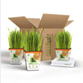 Organic Cat Grass Plant with Stand 3 Pack A3846