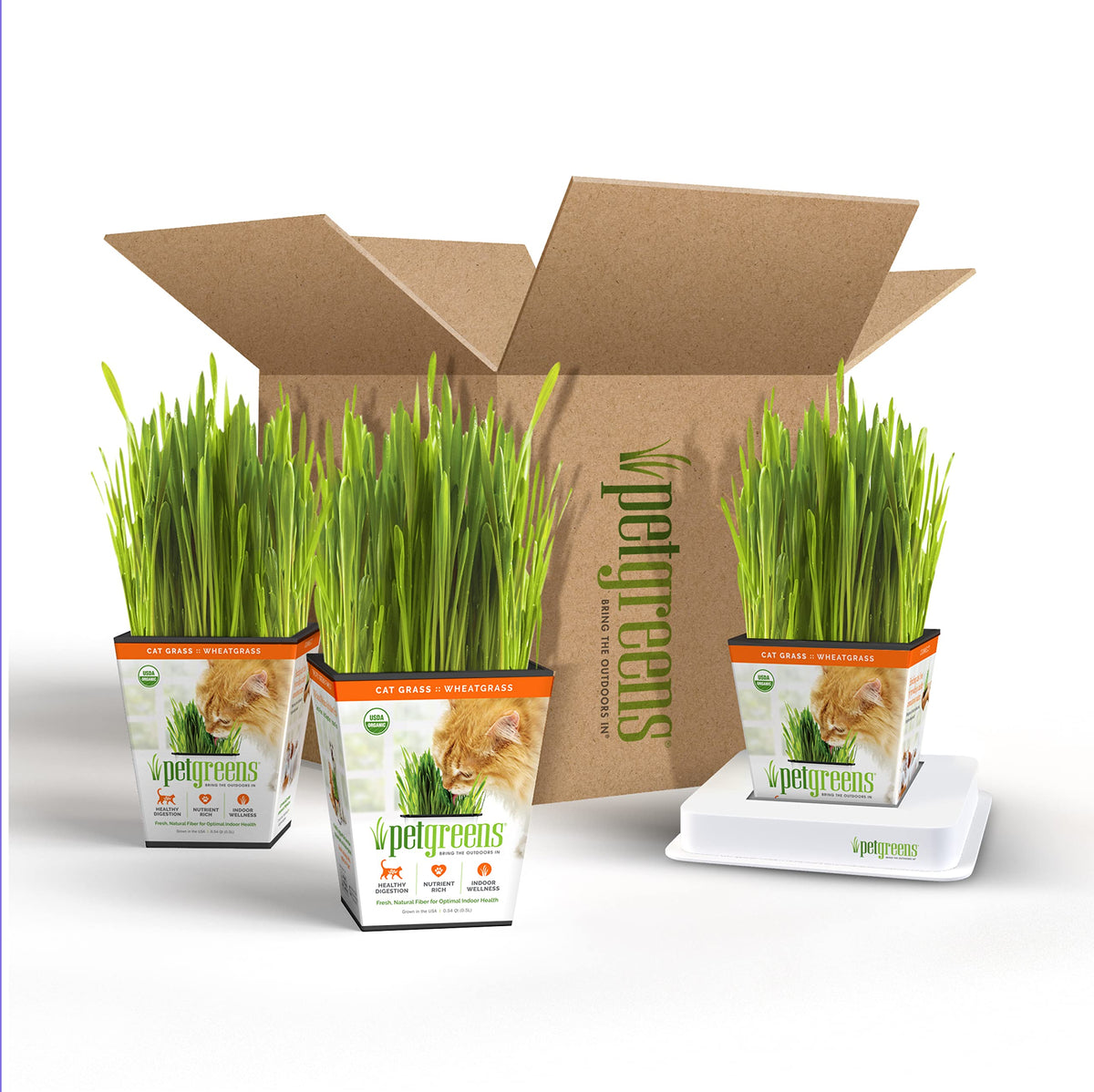 Organic Cat Grass Plant with Stand 3 Pack A3846