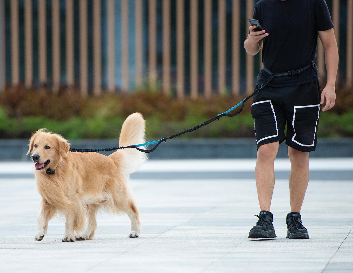 Hands Free Dog Leash with Zipper Pouch, Large, Black H57121